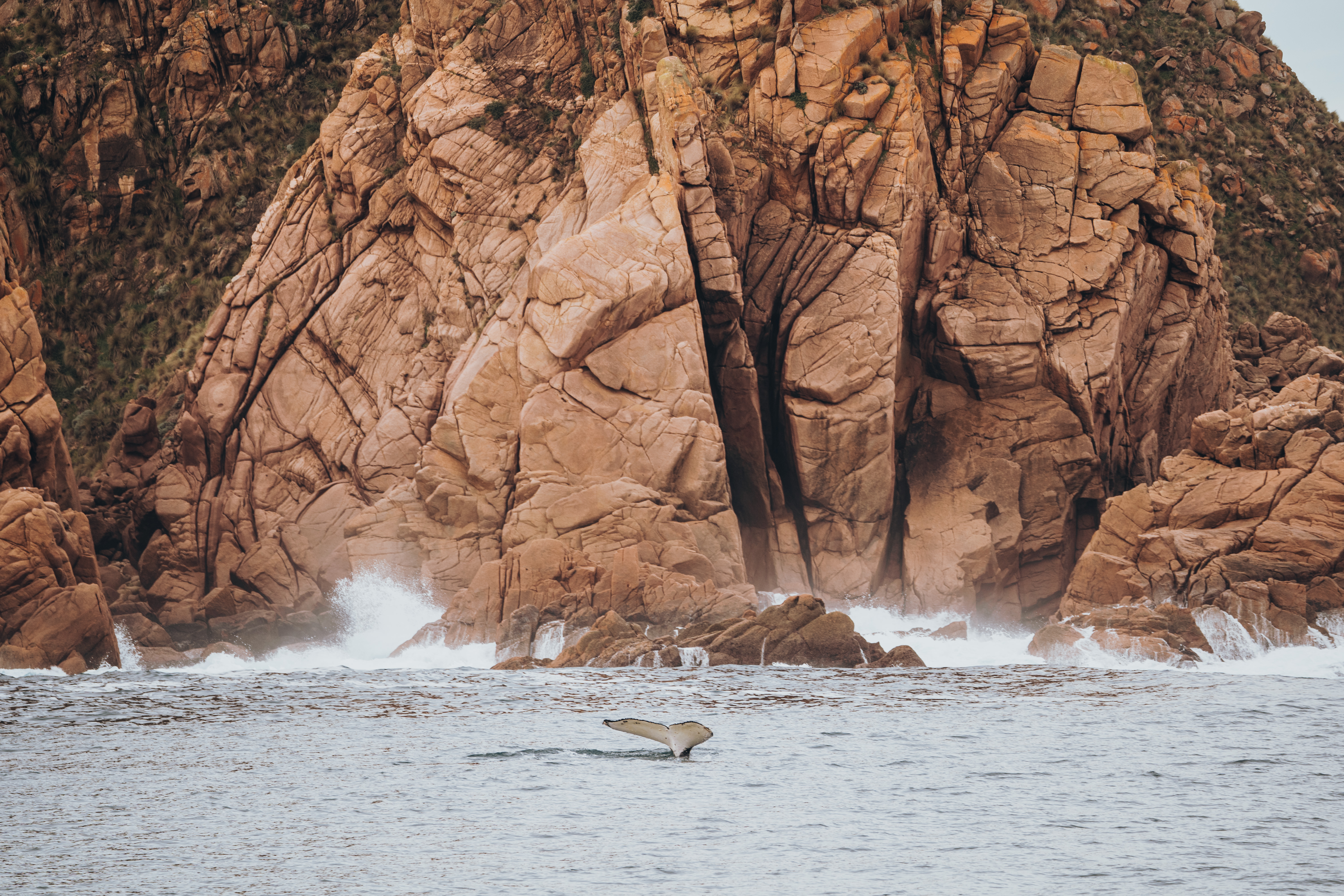 CLAIREDAVIE DPI 01507