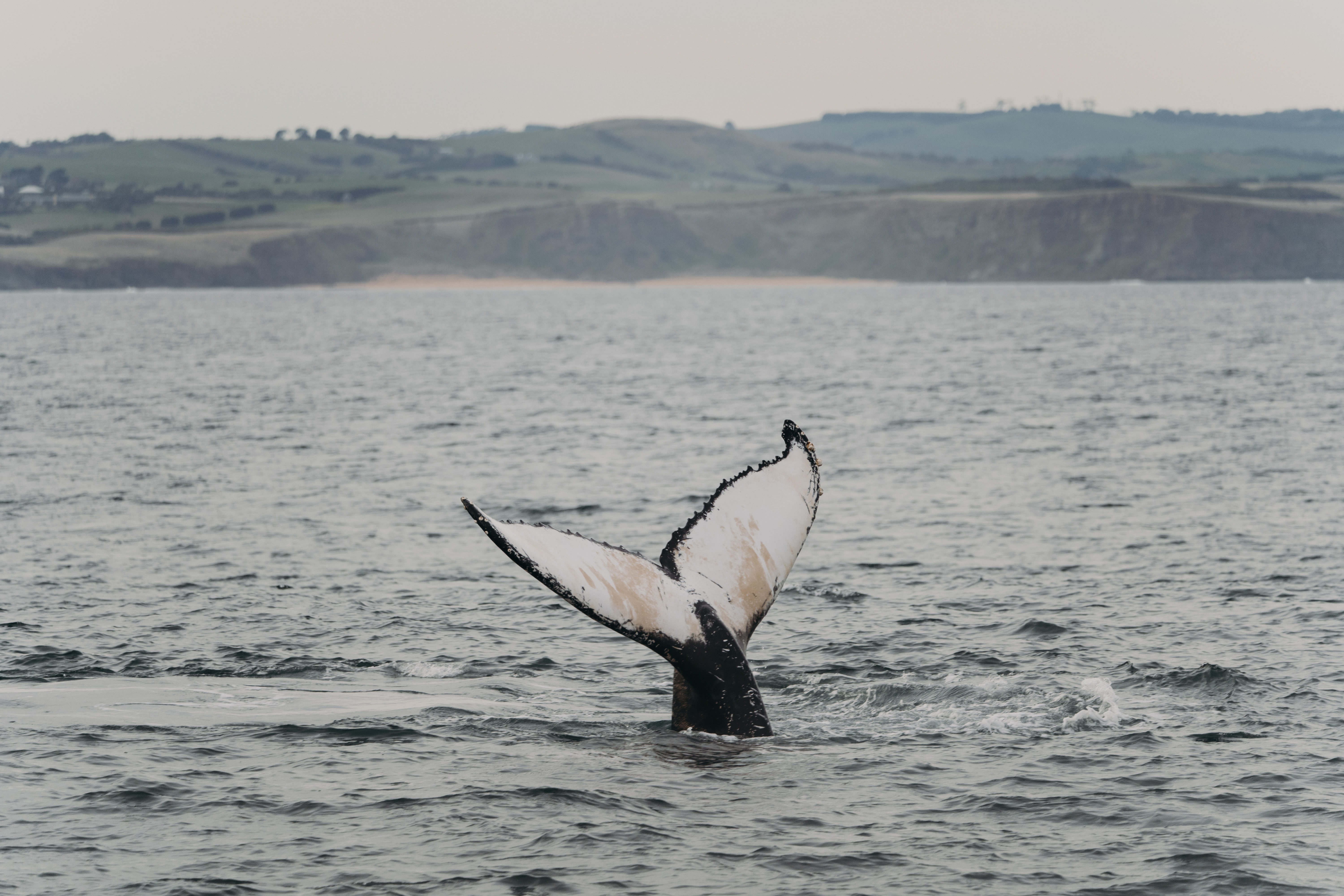 CLAIREDAVIE DPI 01913