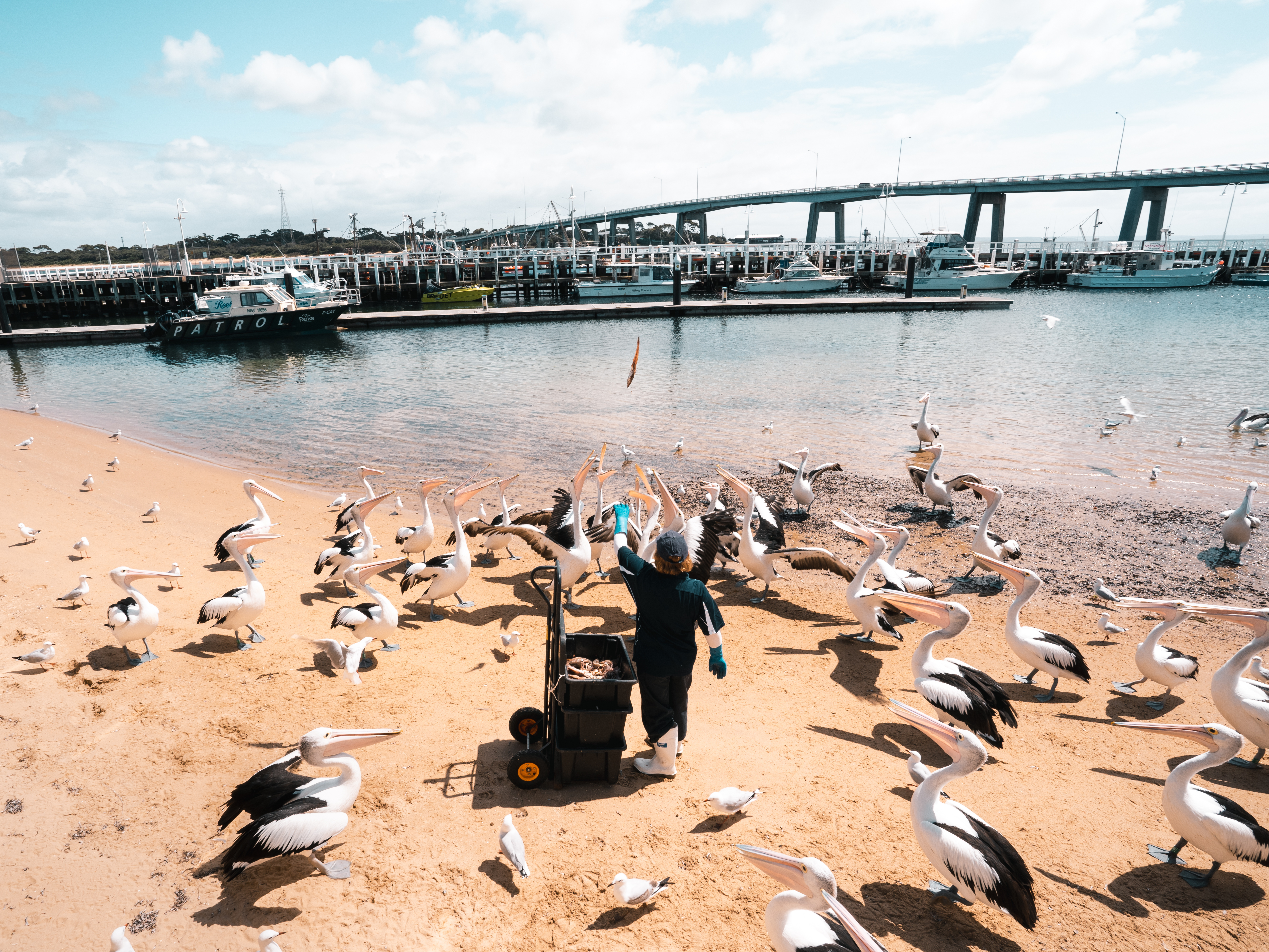 San Remo Pelican Feeding