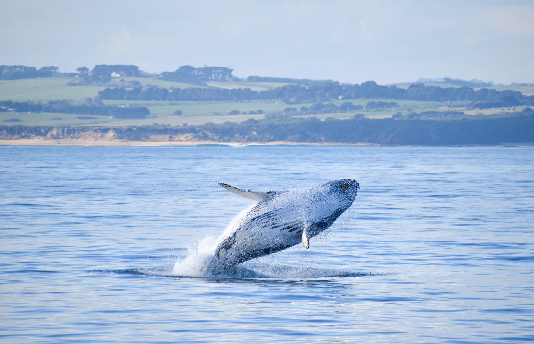 Whale Breach Wildlife Coast Cruises 2
