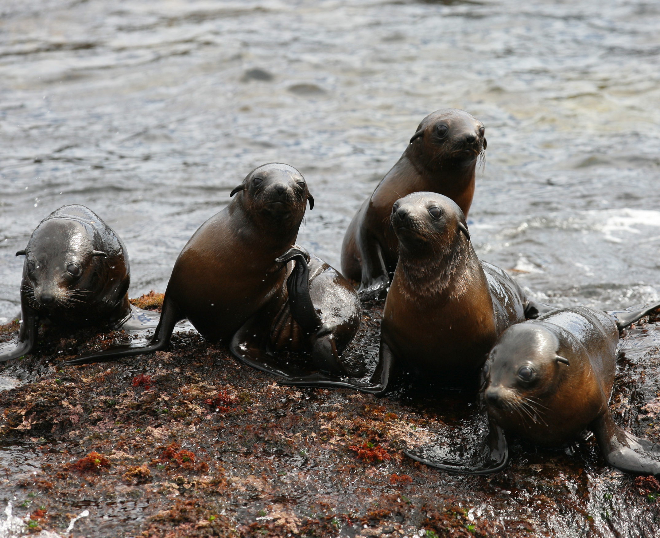 Seals Spotting Phillip Island Wildlife