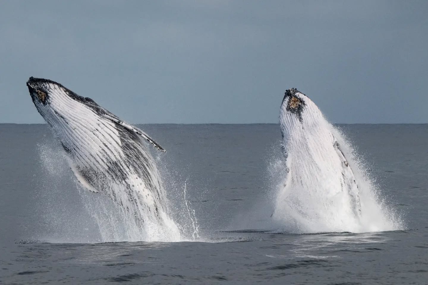 phillipisland