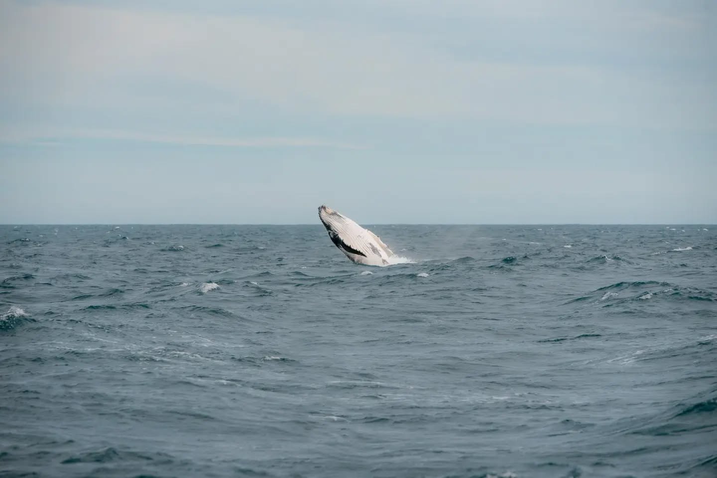 phillipisland