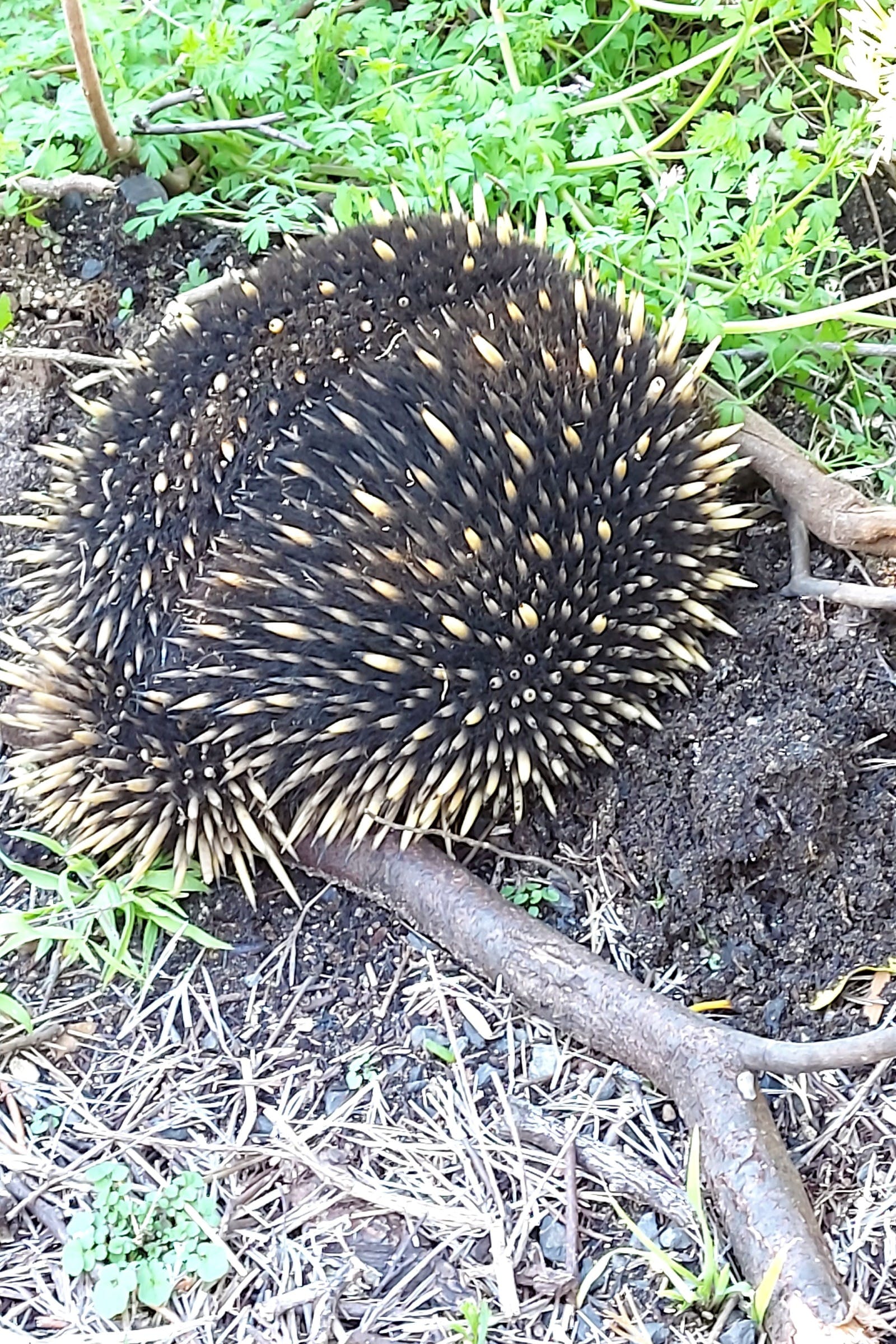 071B33529854B57194284Ea3591B6750