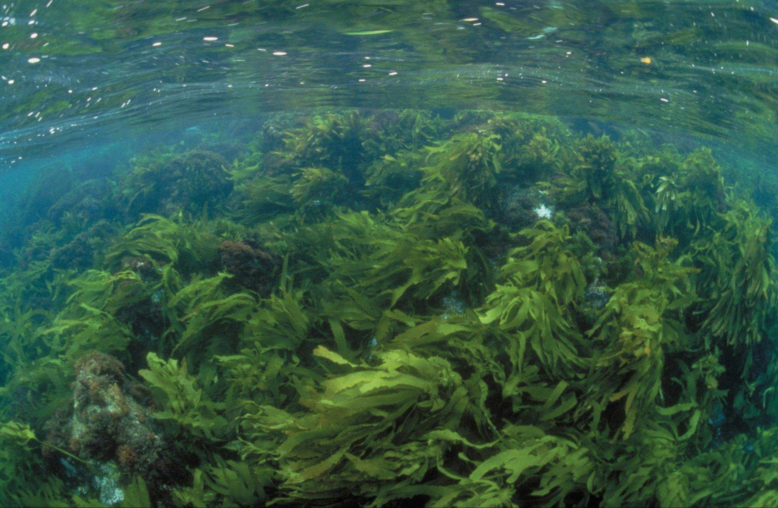 27334F53819F2E755F2Adc17846Ab113