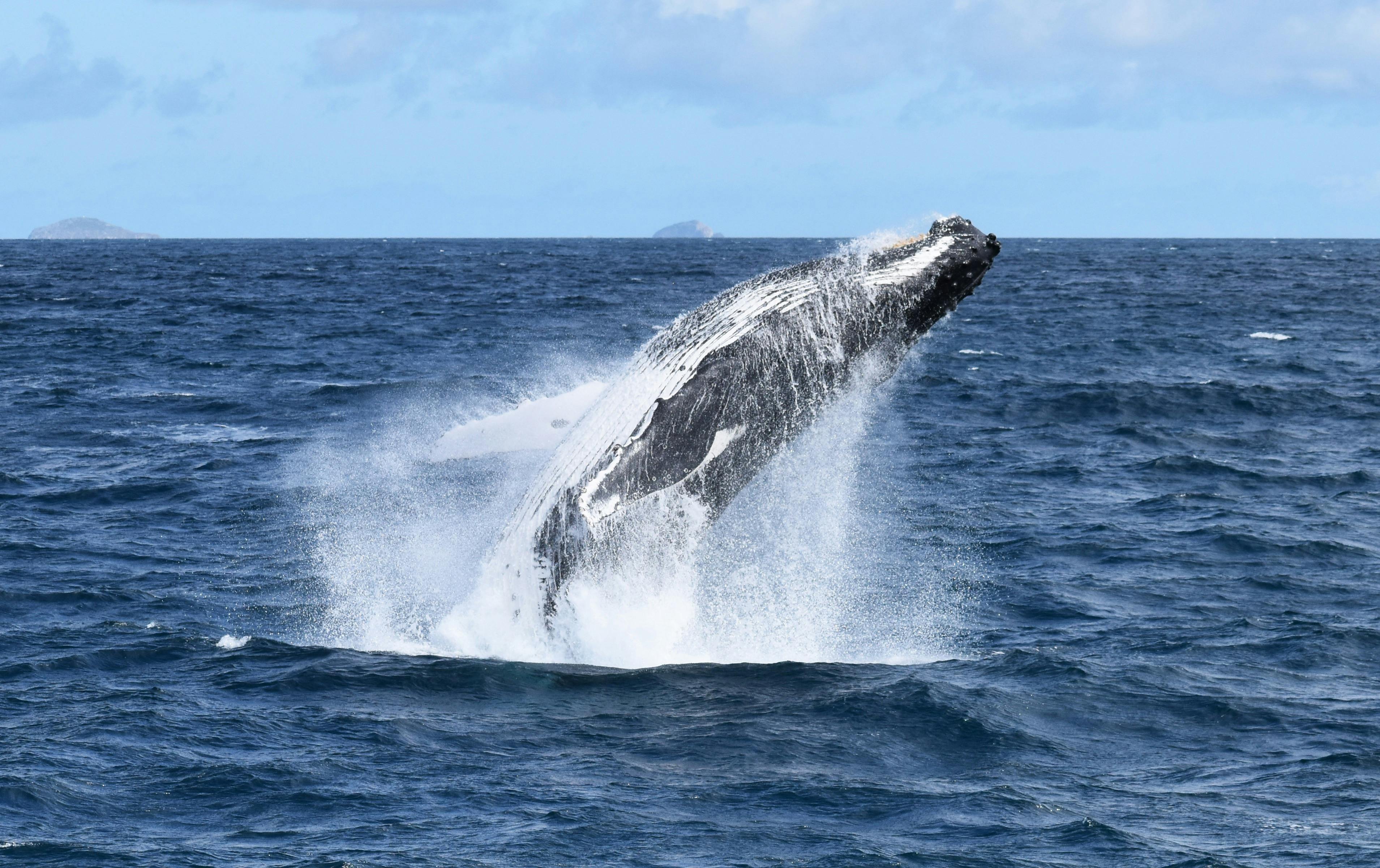 5F35Fe4141C799Da98Ce1599Fee77775