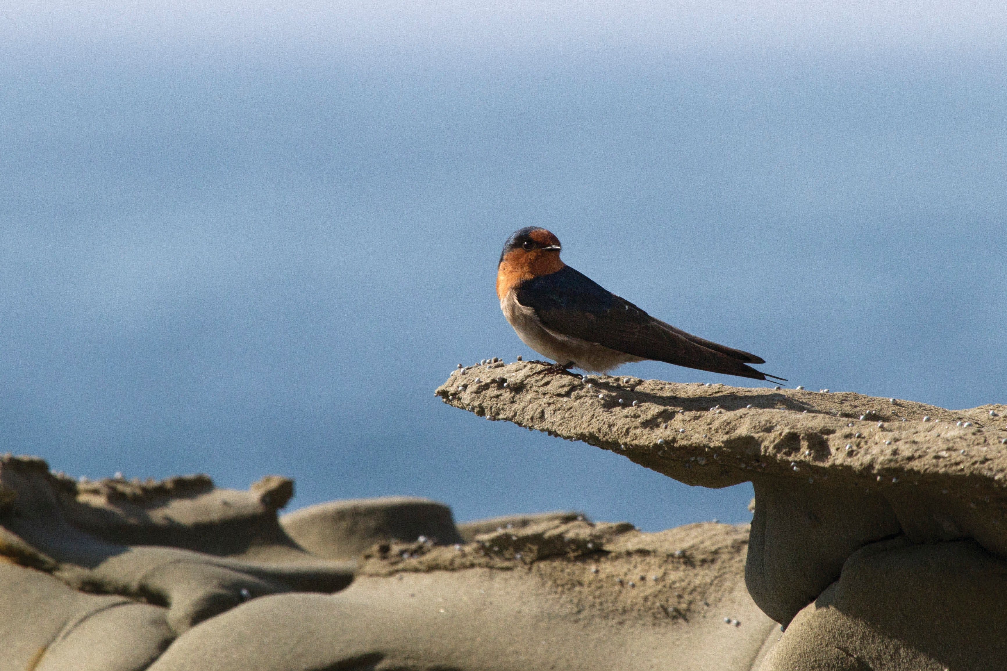 8136C225Ee711Bf4371F8F552319B9Dc