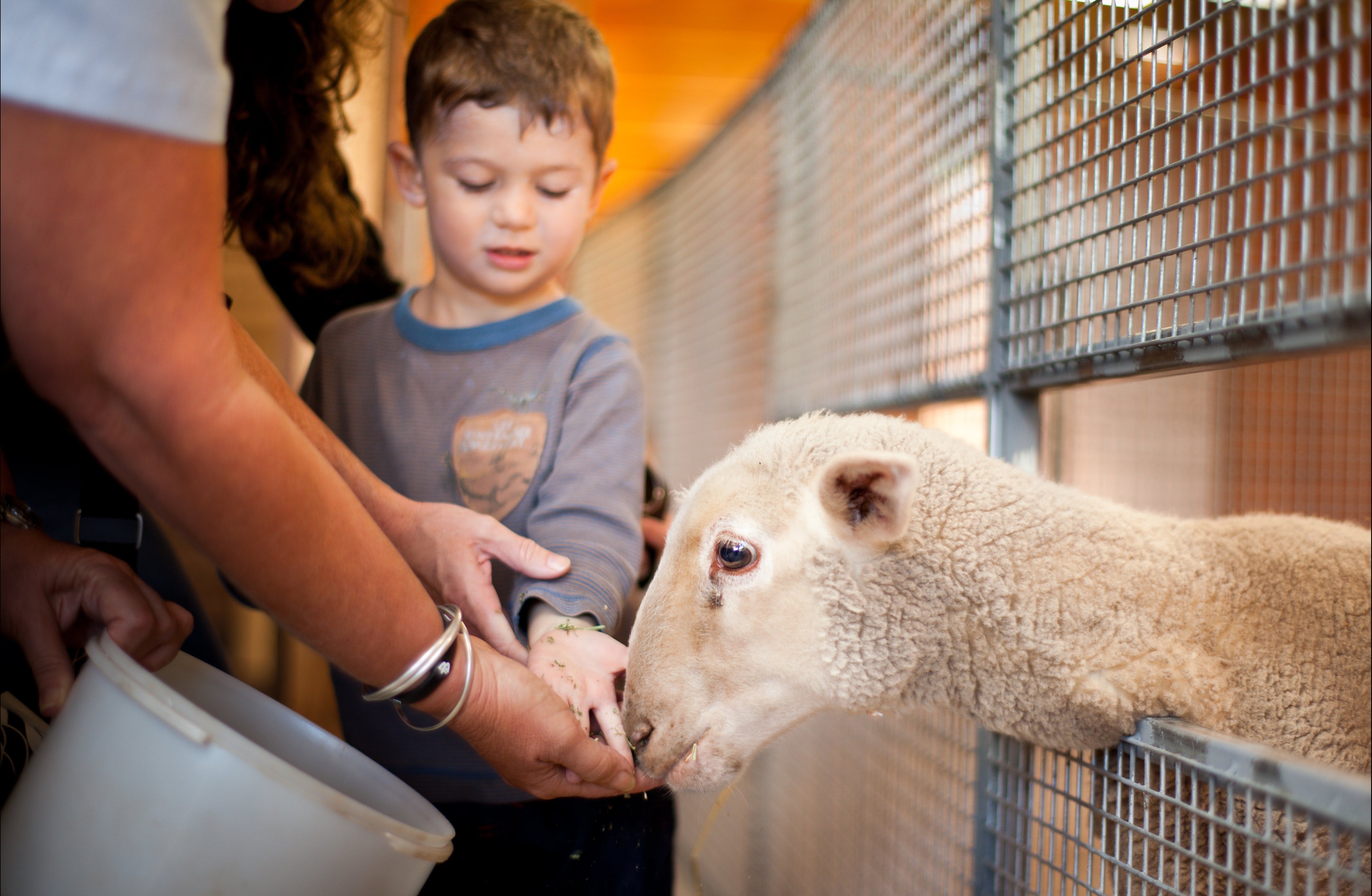 Churchill Island lamb feeding farm Phillip Island