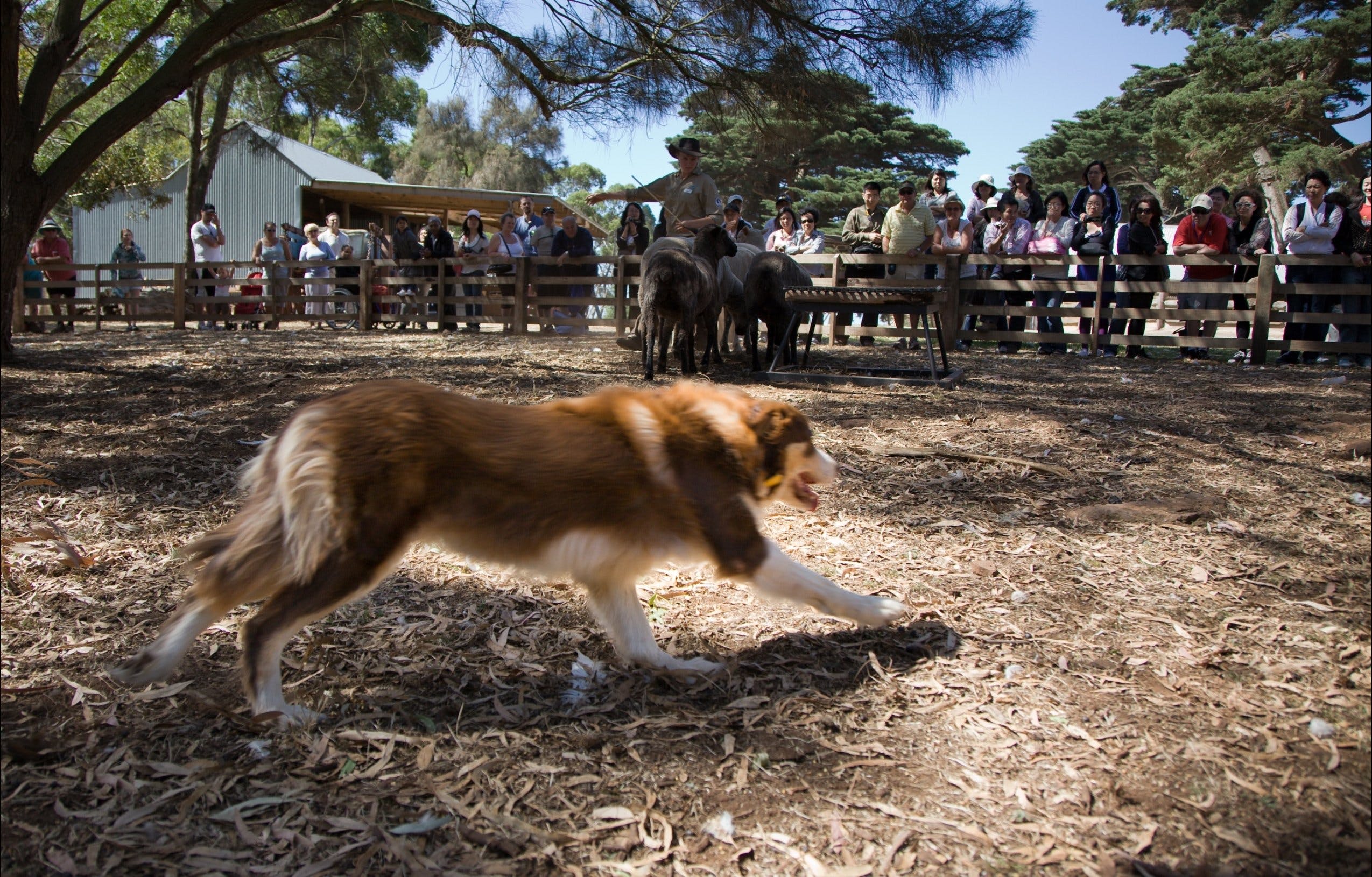 Churchill Island working dog farm Phillip Island