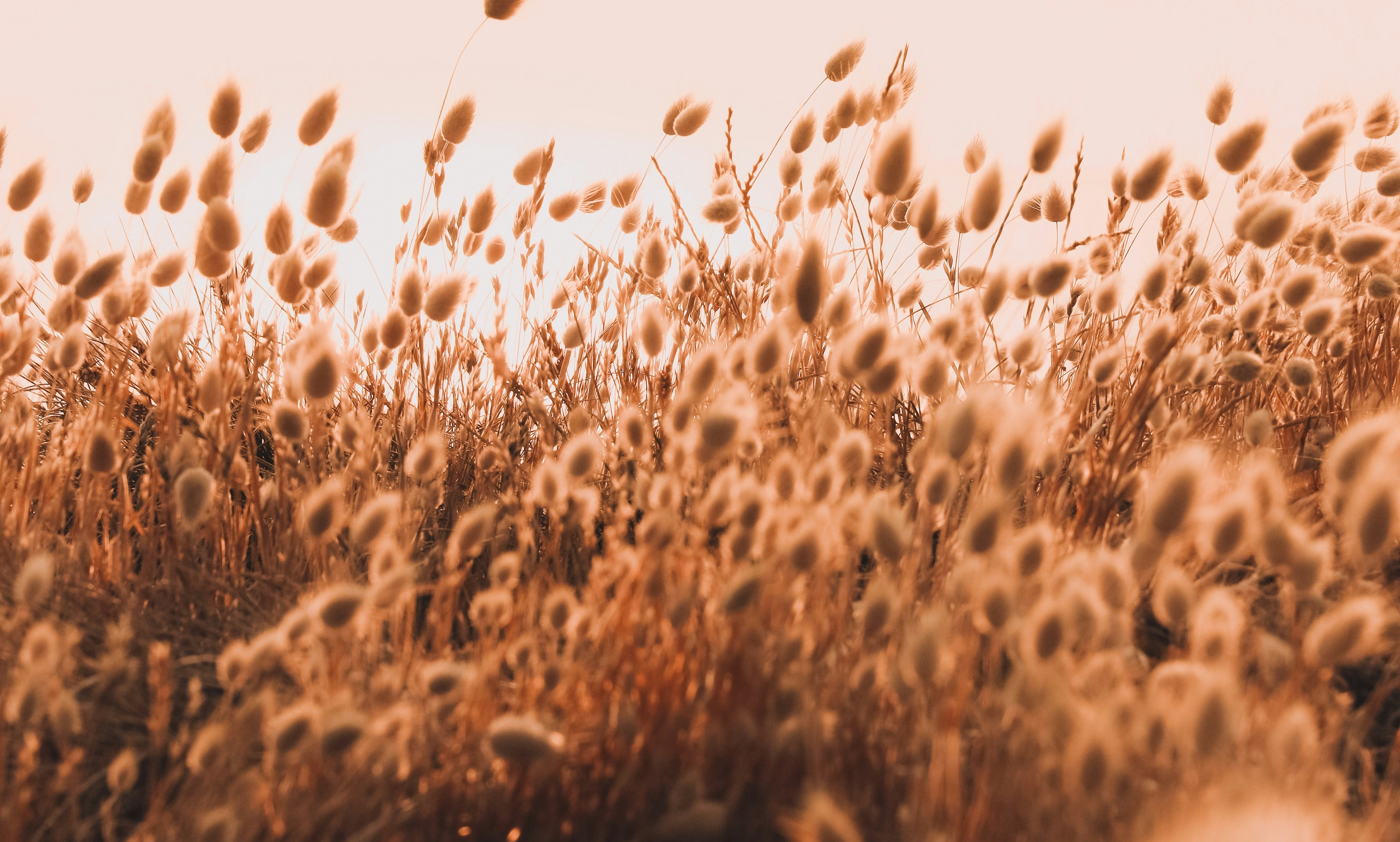 Cowes Massage Therapy bunny ails