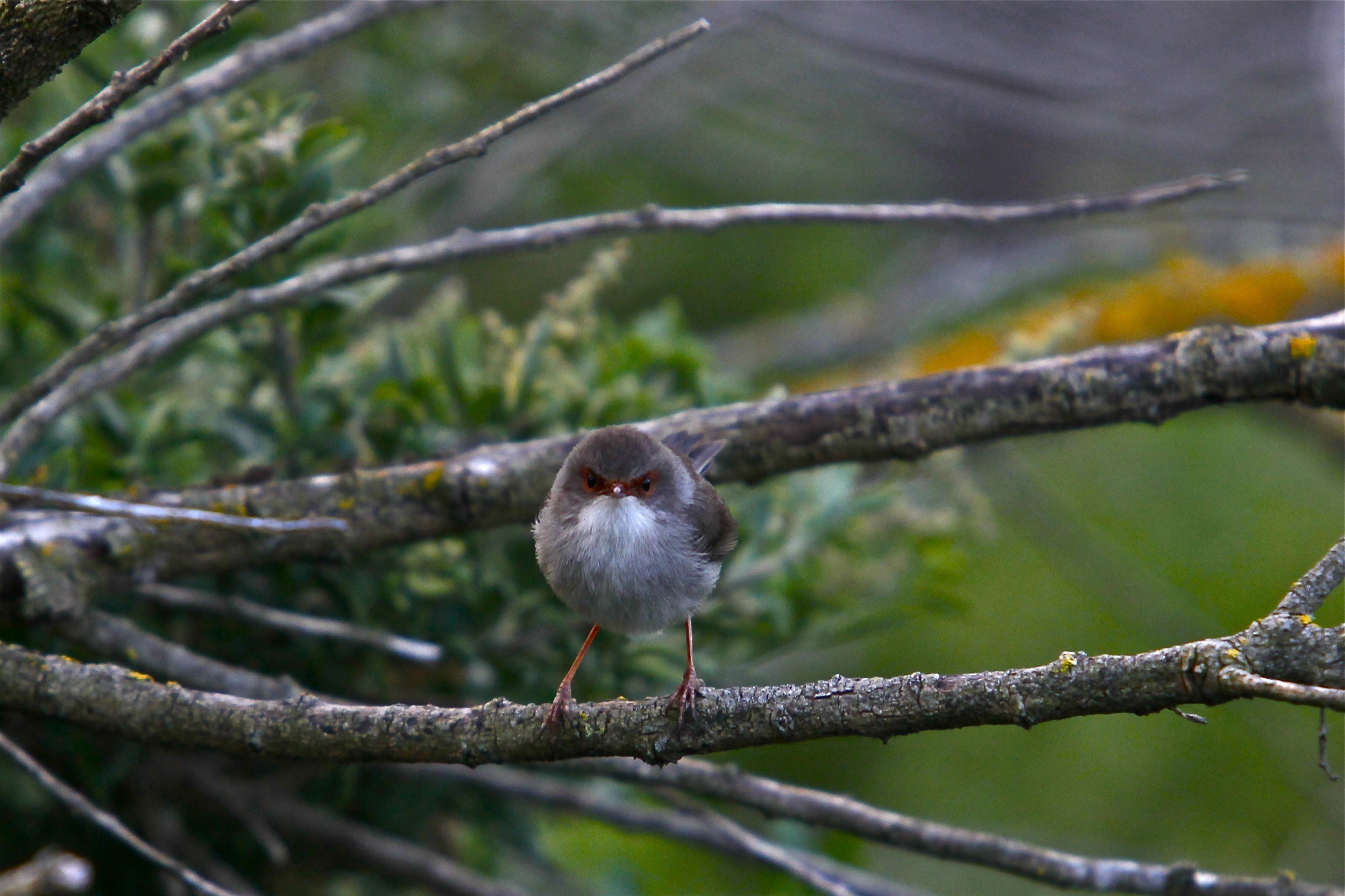 DPI Birdlife Extras Winter 2011 01