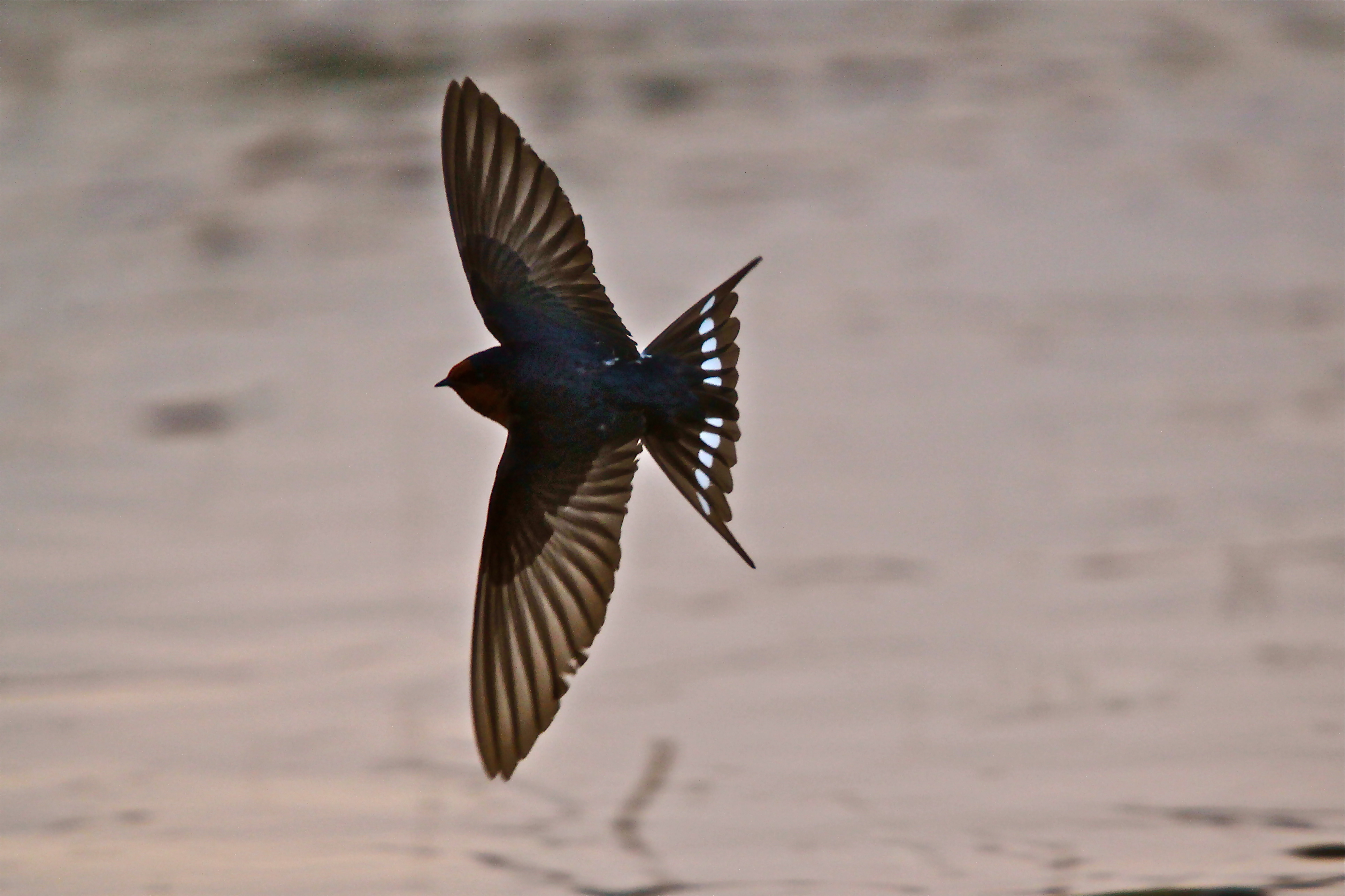 DPI Birdlife Extras Winter 2011 14