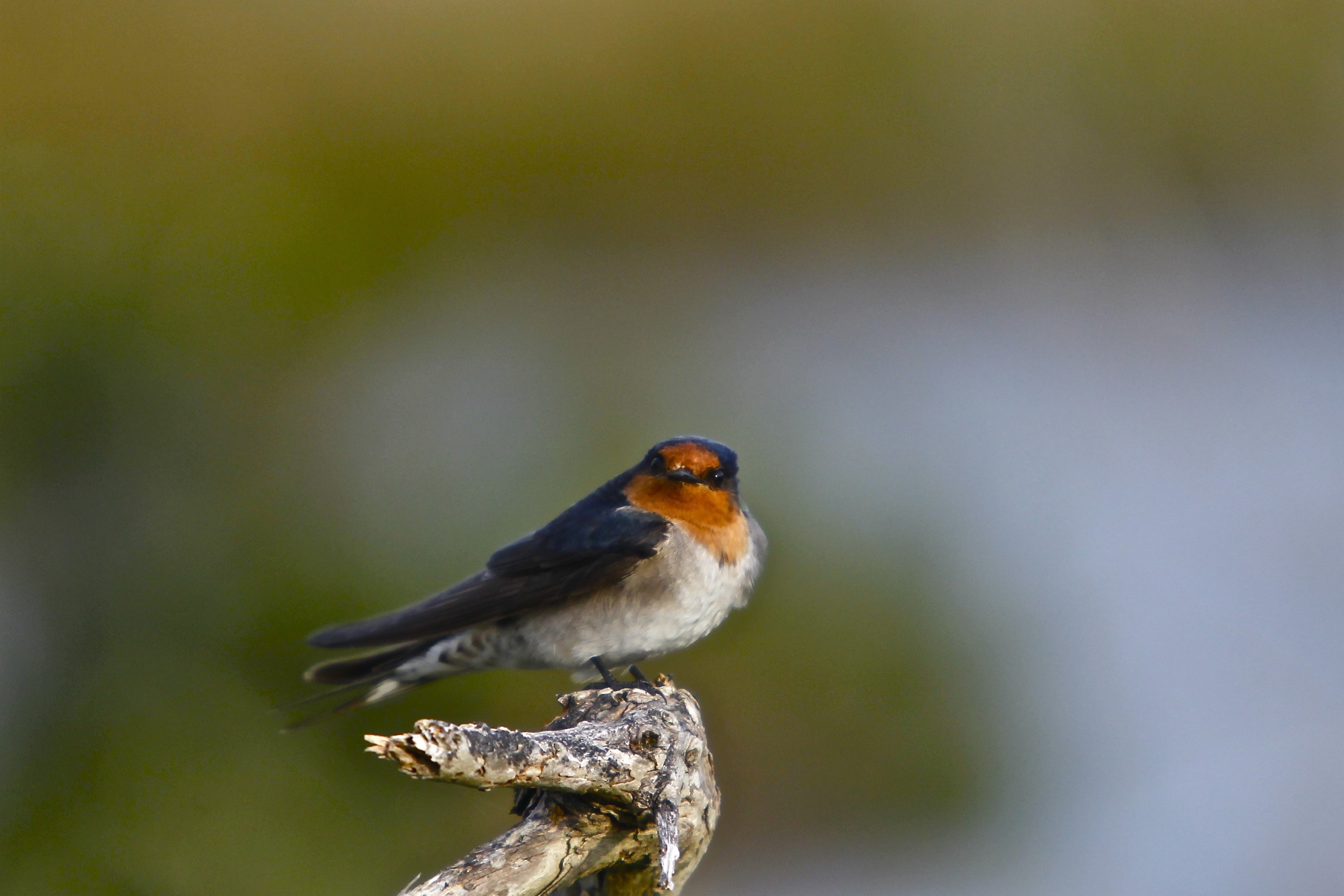 DPI Birdlife Extras Winter 2011 38