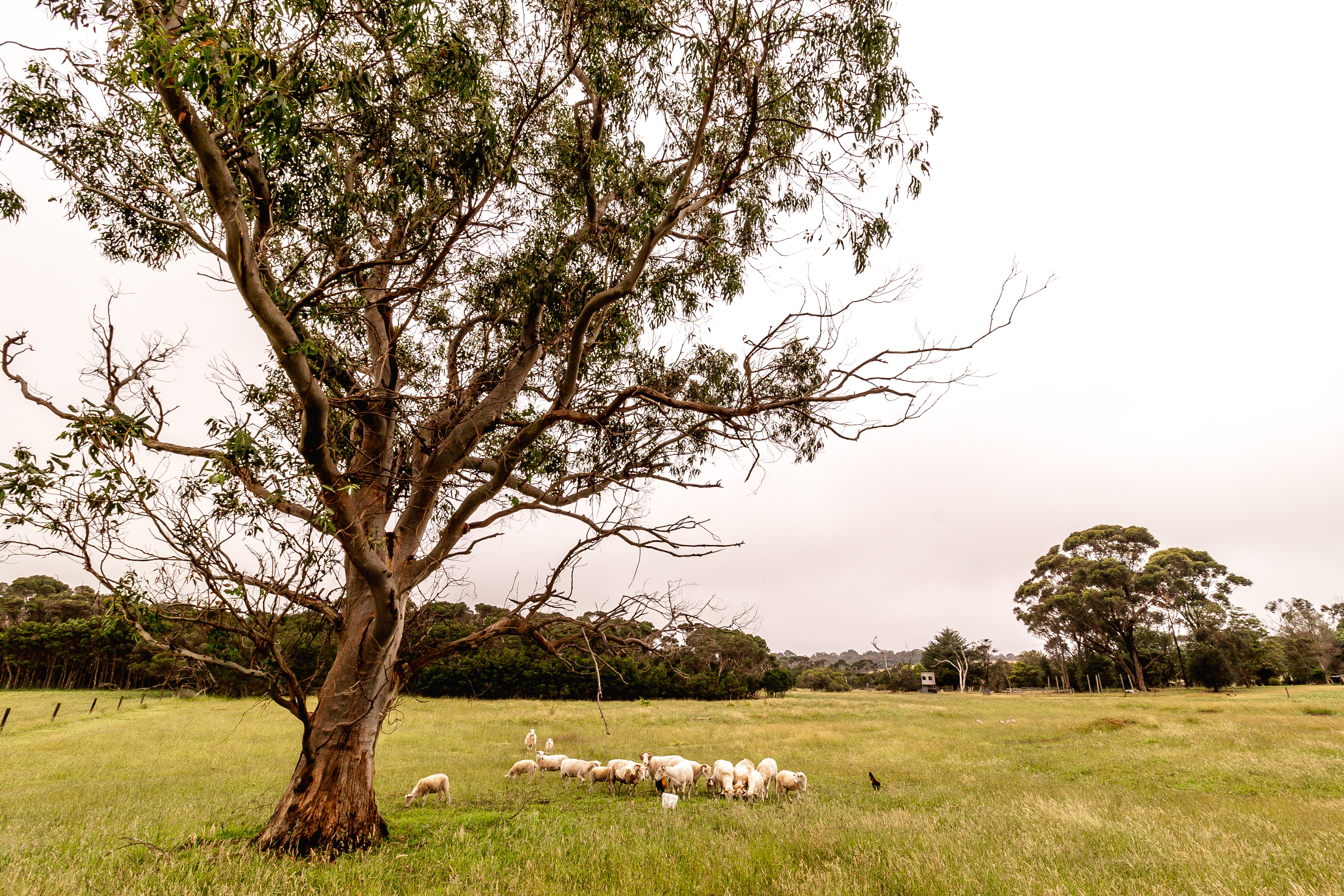 Green Gully Brewing 26
