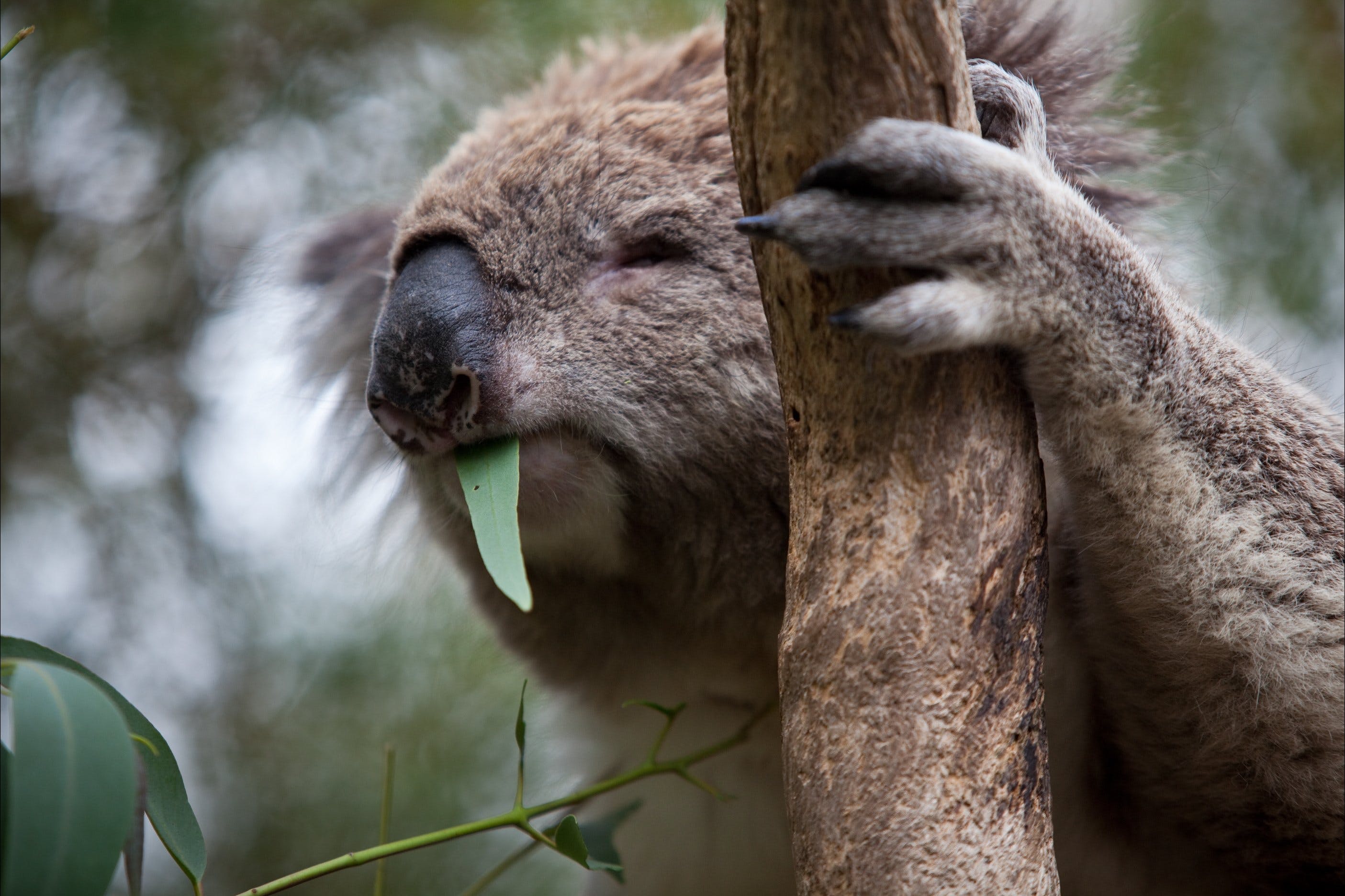 Koala Conservation Reserve up close Rhyll Phillip Island
