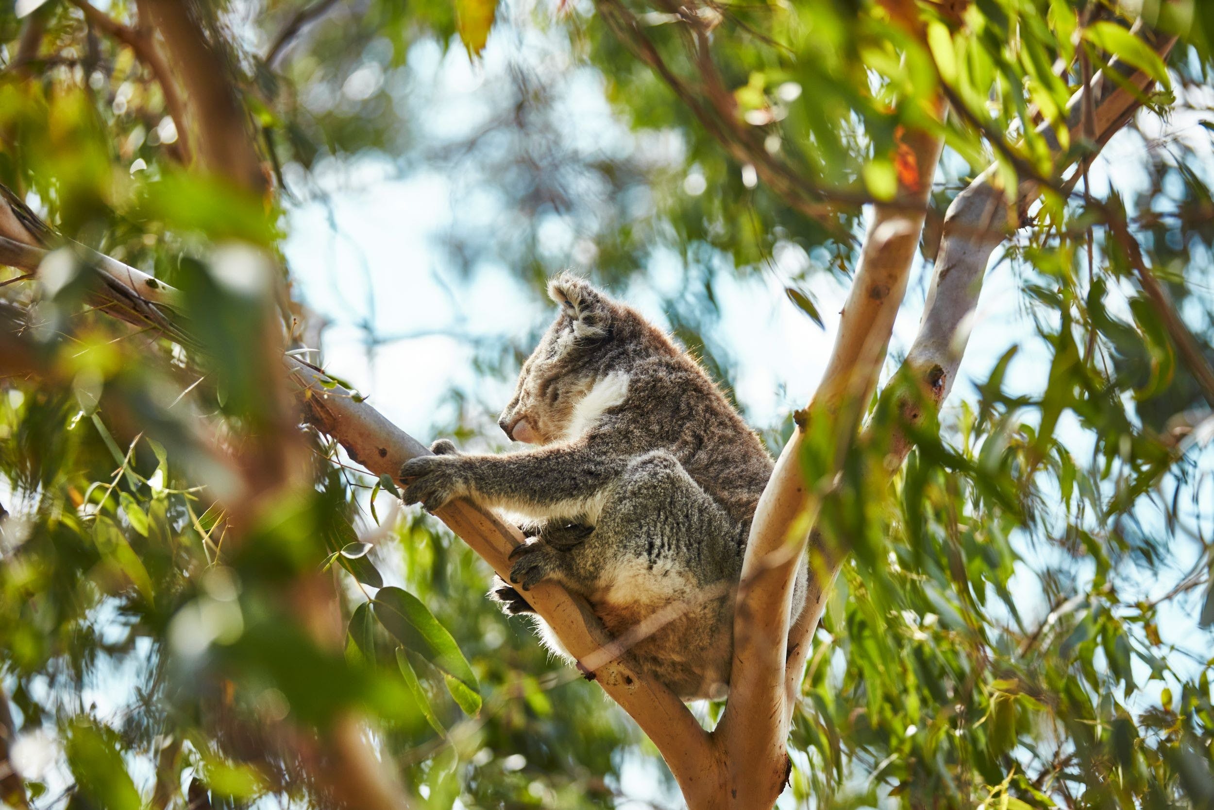 Koala conservation reserve koala in tree Rhyll Phillip Island