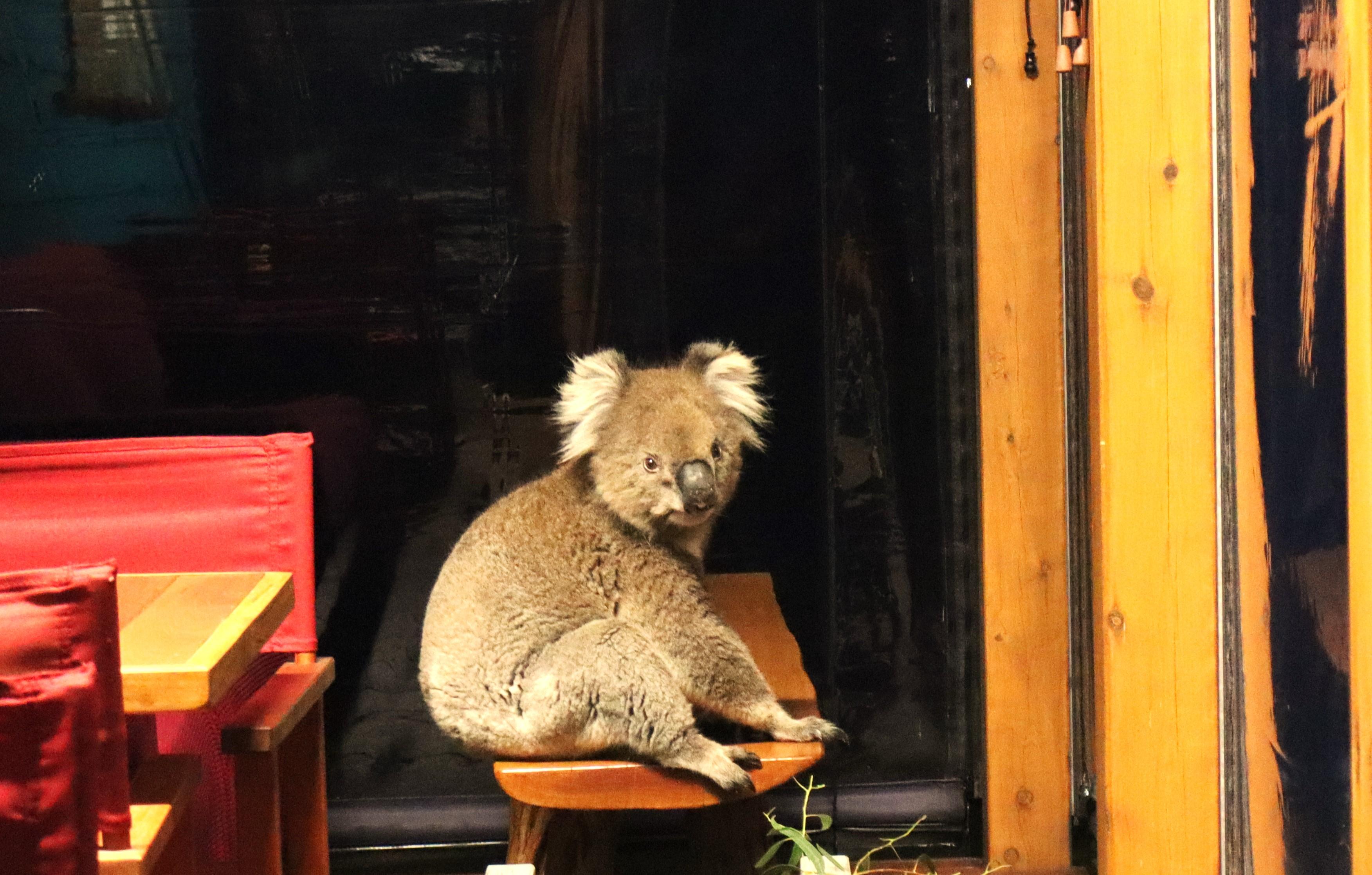 Koala on table 2