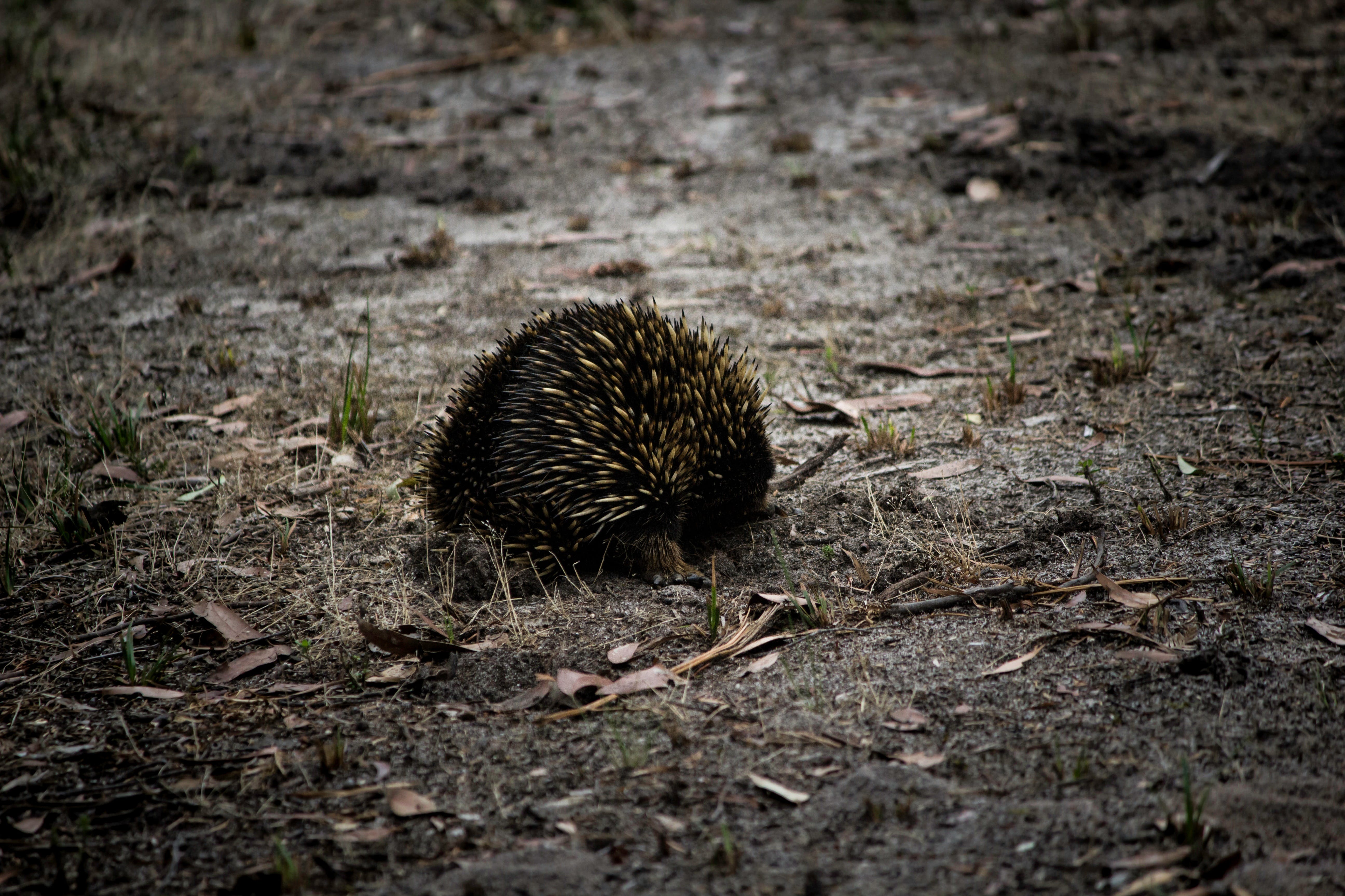 Naturaliste Tours Echidna Phillip Island