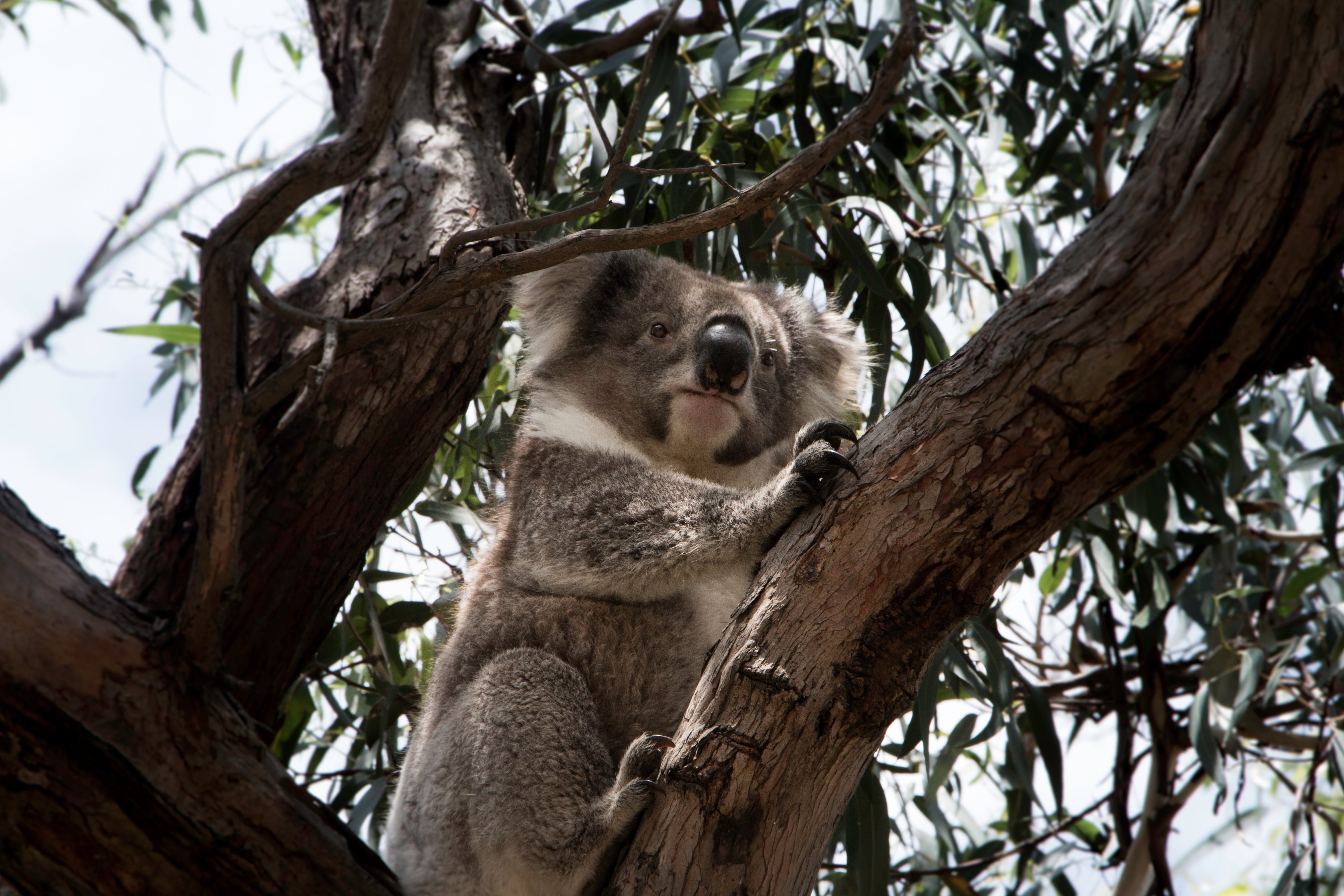 Naturaliste Tours Koala Cowes Phillip Island