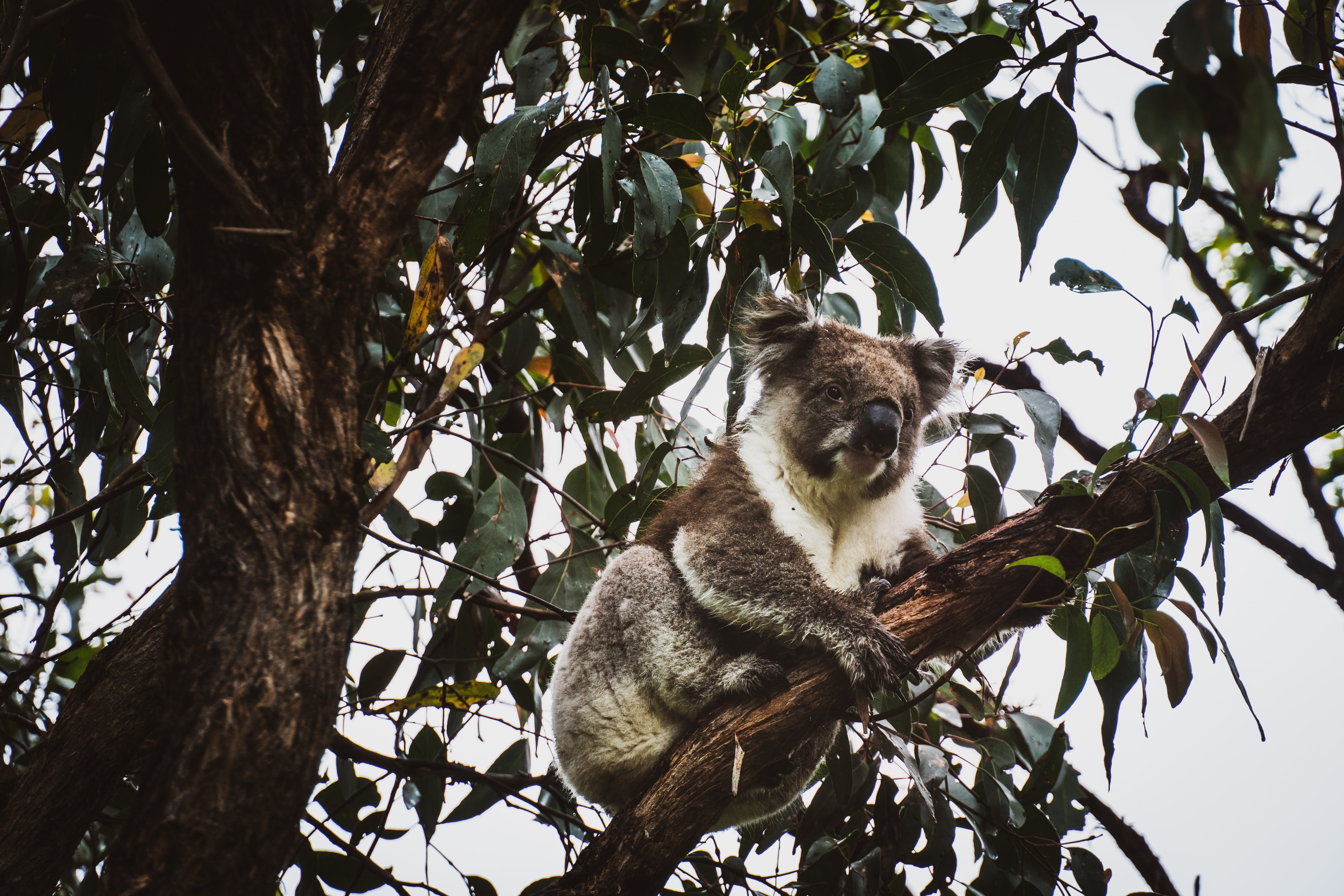 Naturaliste Tours Koalas Phillip Island