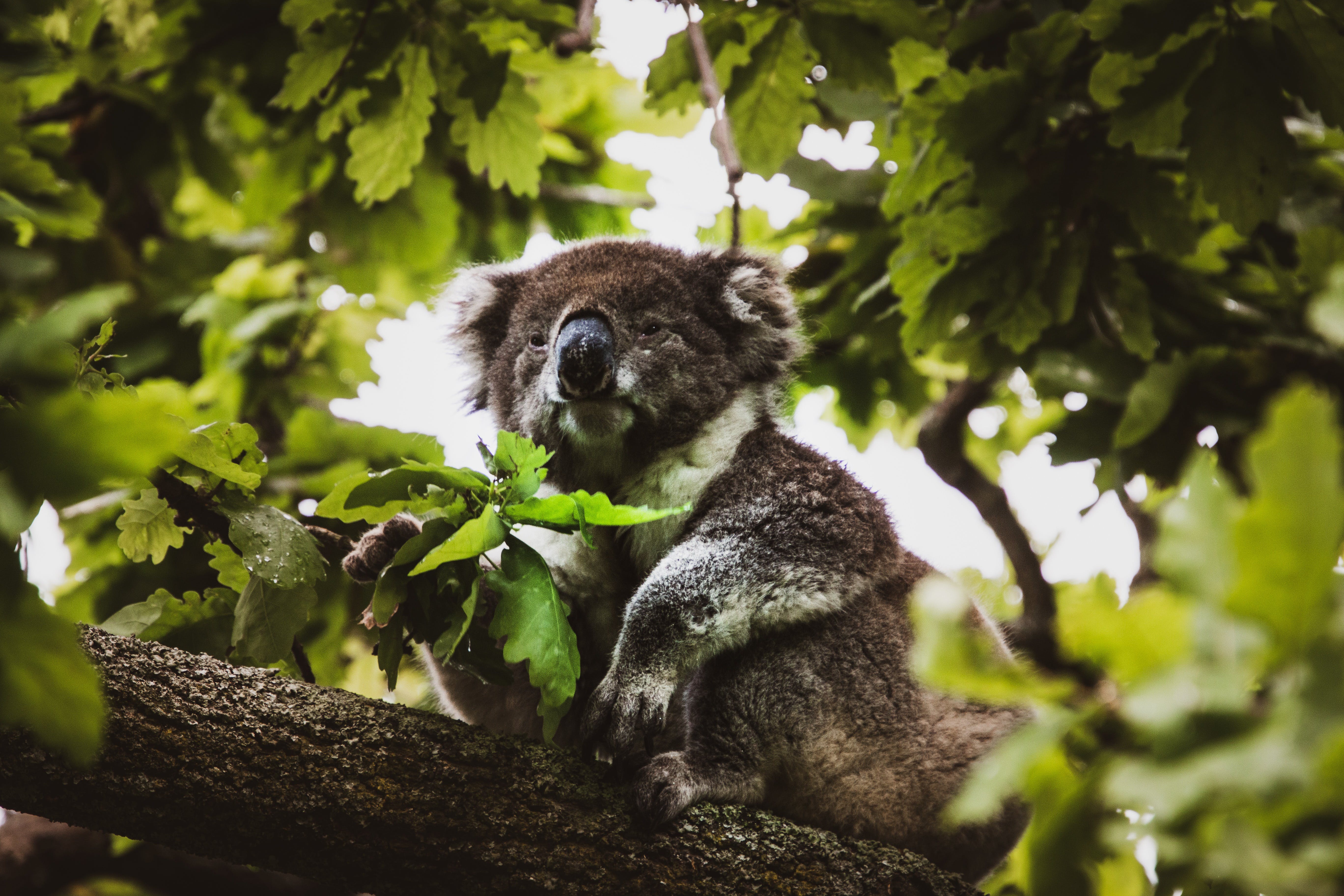 Naturaliste Tours Koalas Phillip Island
