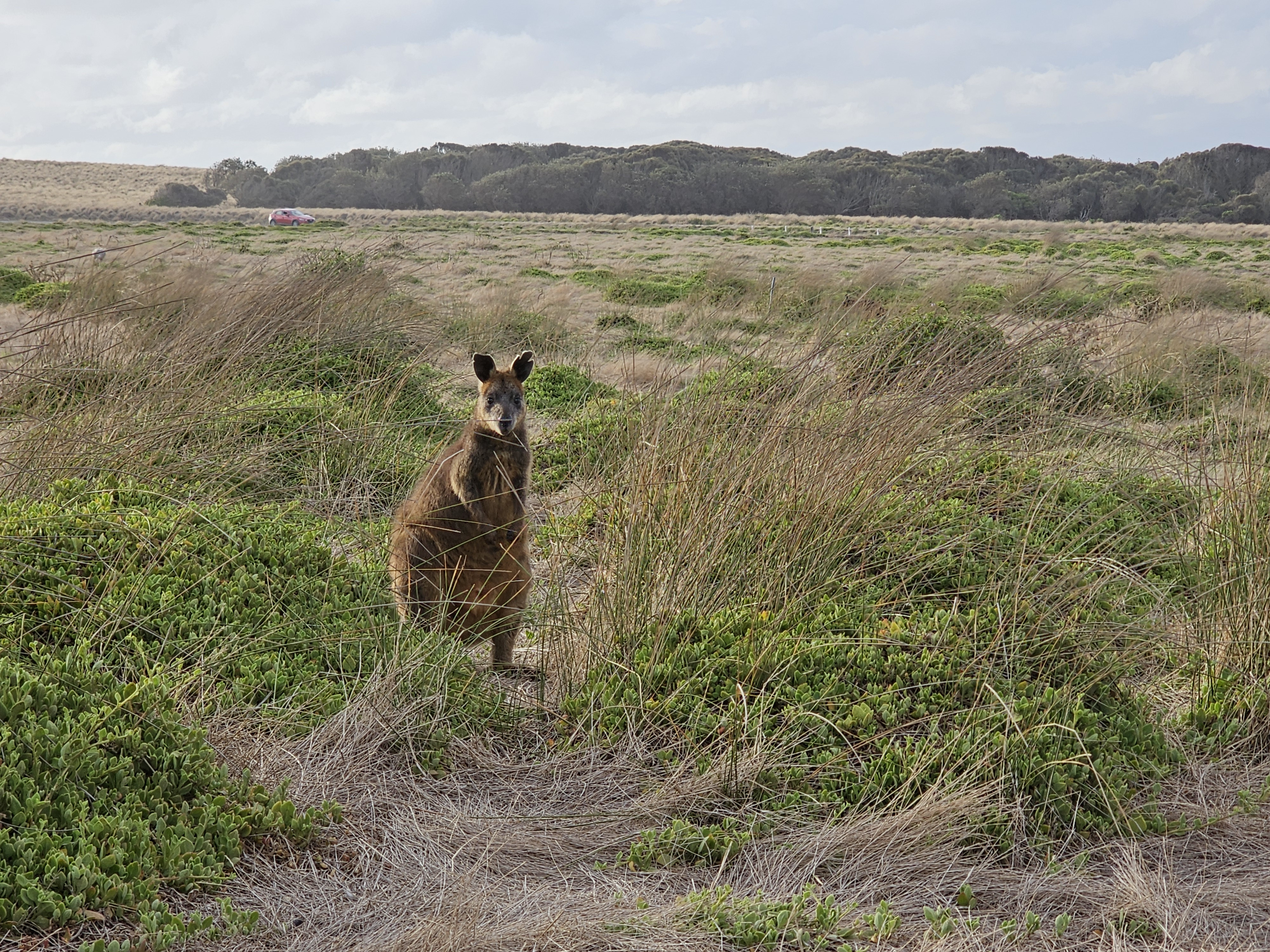 Nobbies Safari Drive