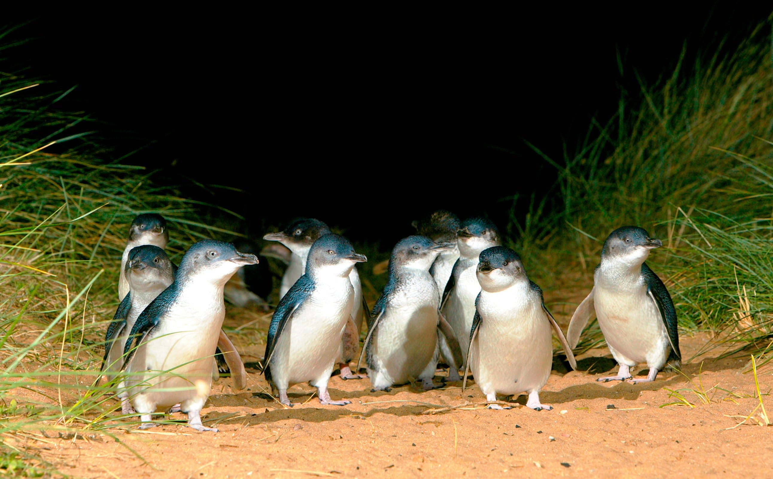 Penguin Parade Penguins Phillip Island