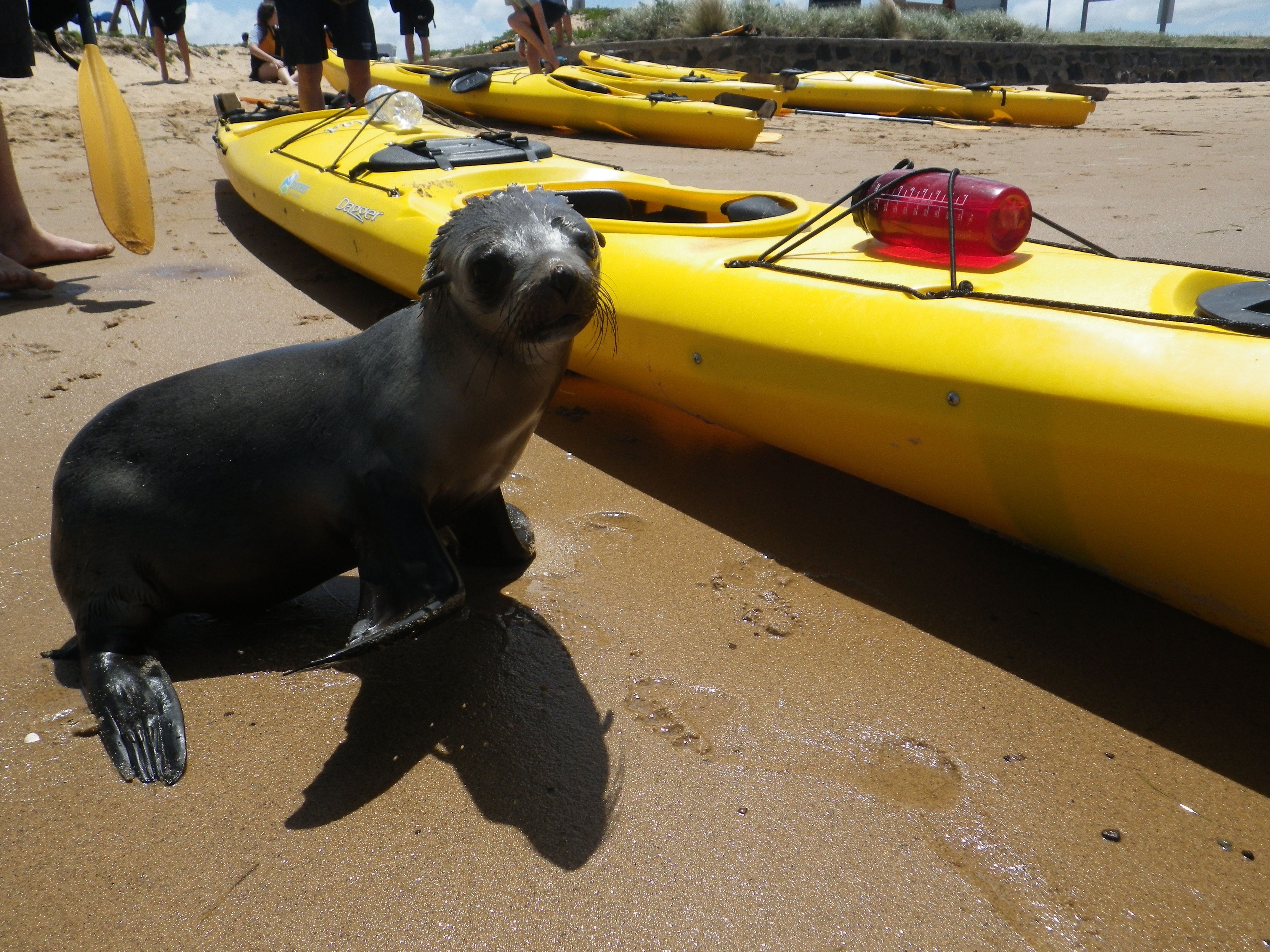 Pioneer kayaking seal Phillip Island