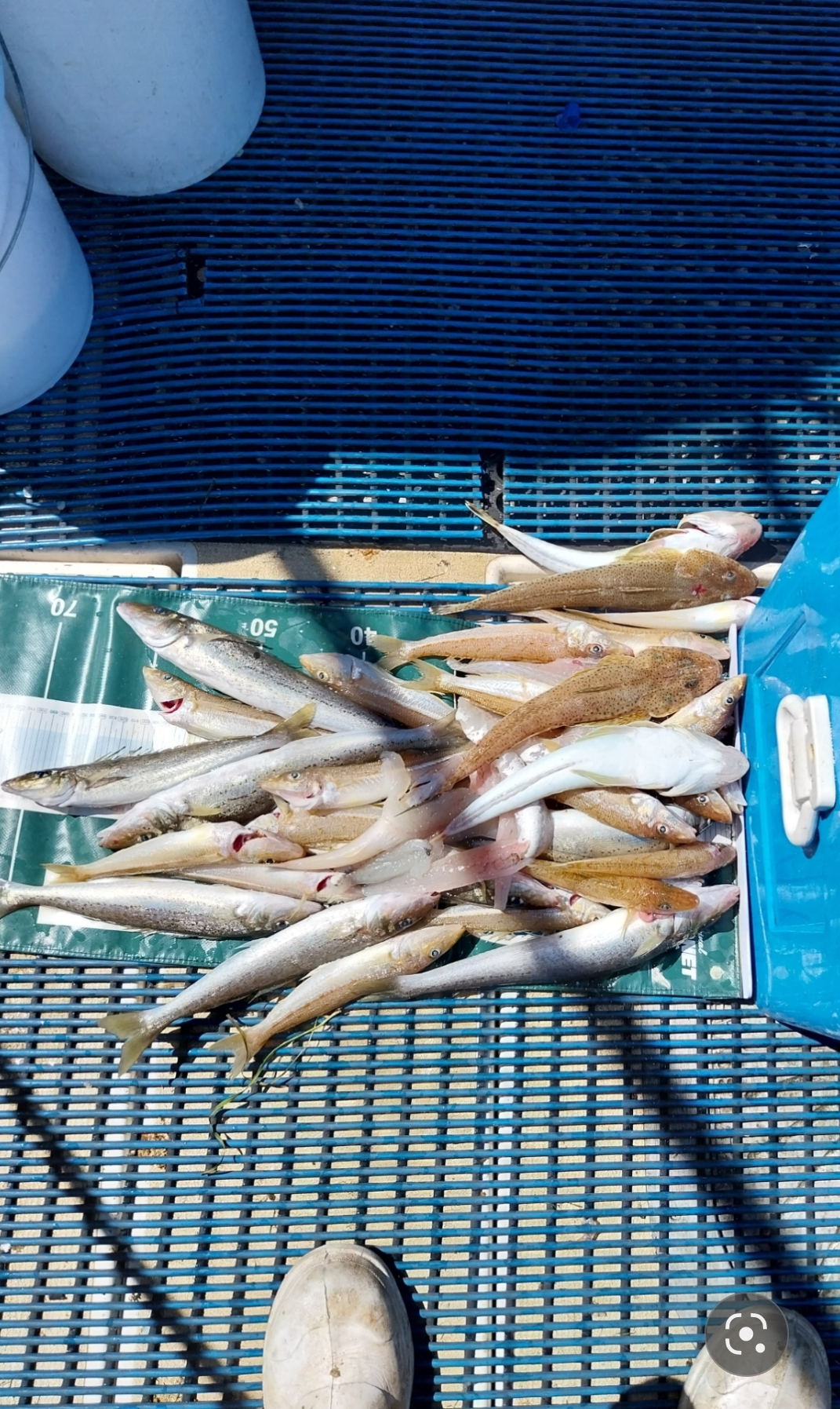 Screenshot 2024 11 08 10 36 02 40 99c04817c0de5652397fc8b56c3b3817