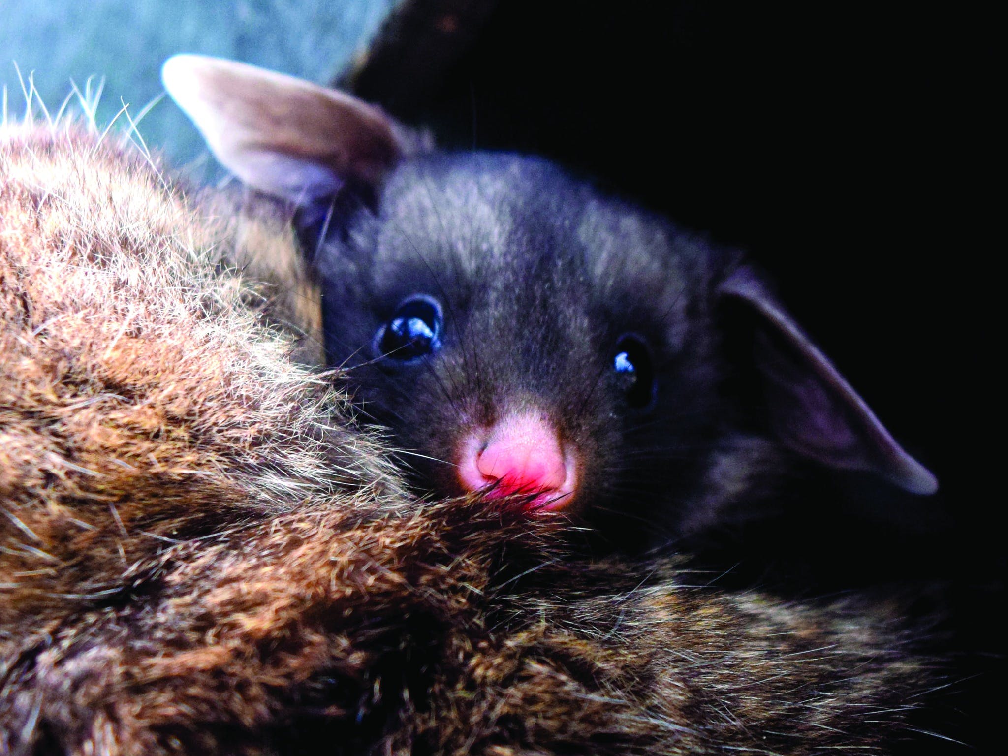 A377F655F4106188A7E92A9D5711B3Fe