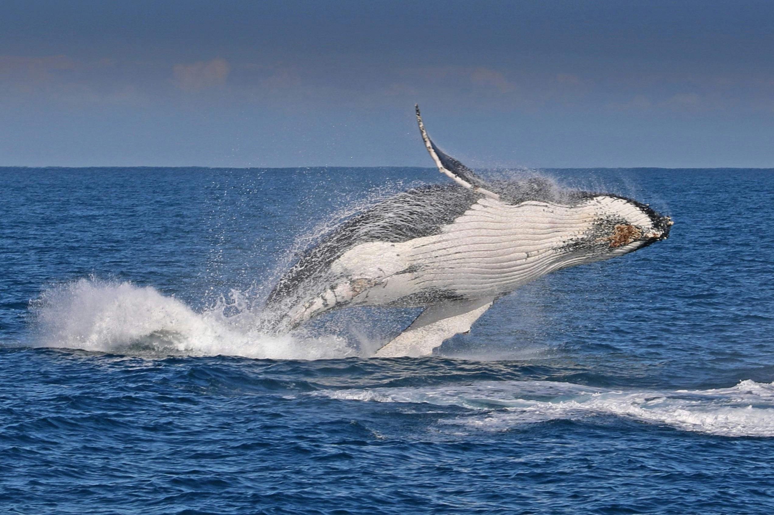 C7F63D5314A37138Cfe86485Ab57D618