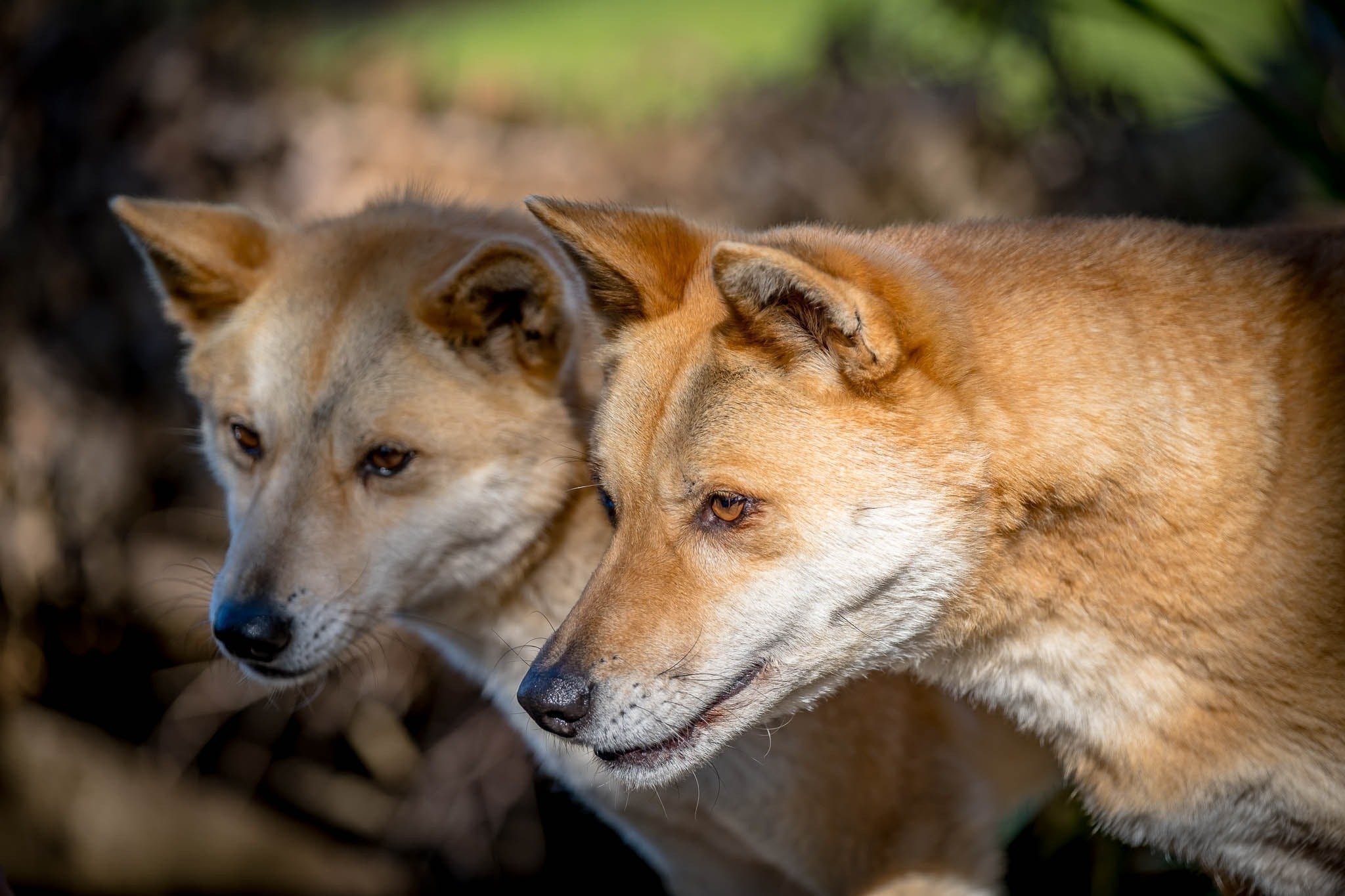 D92Dcf4A8C0935E6423A83D19A4A7589