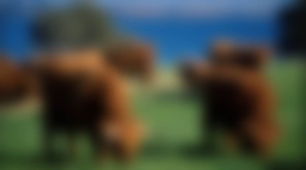 Churchill Island Highlander Cows Phillip Island