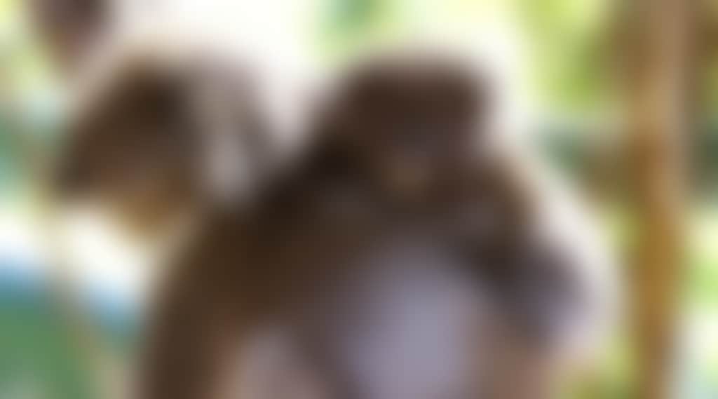 Koala Conservation Reserve mum and baby koala Rhyll Phillip Island
