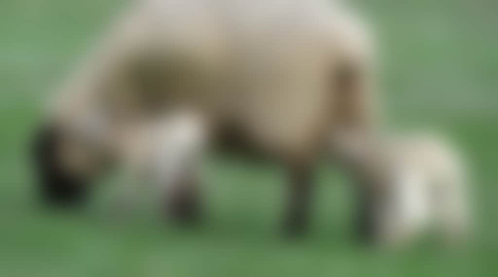88Ceb428F0Dedb20C171Af83B027Ad9F