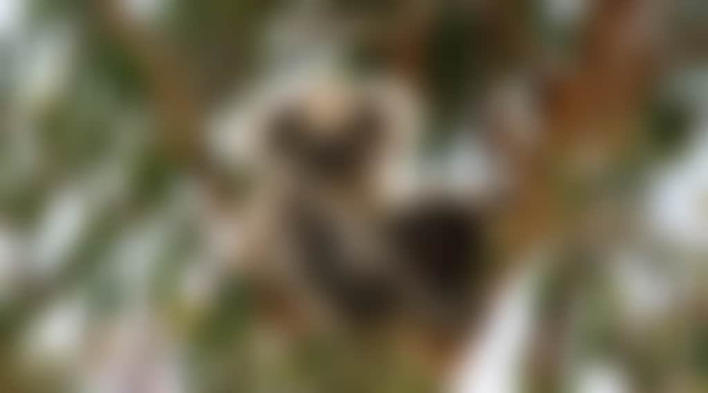 Koalas 2
