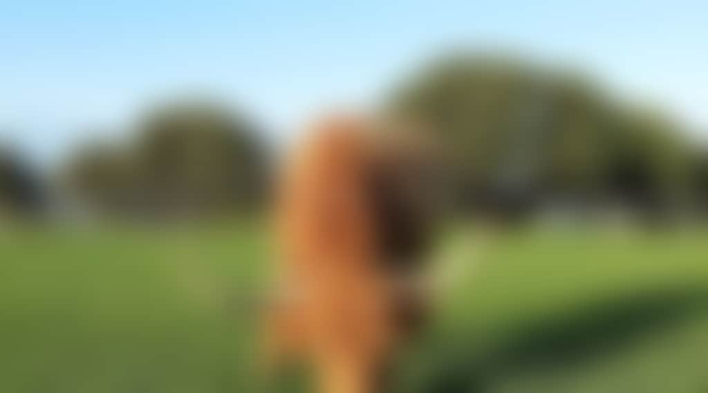Churchill Island Cow