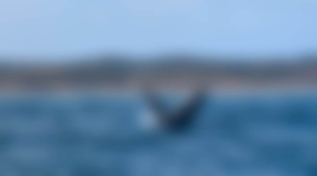 20 06 PI whale 2