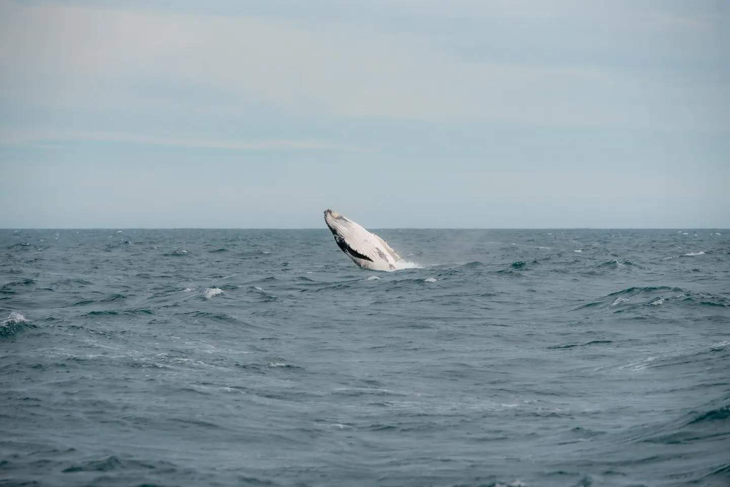 phillipisland