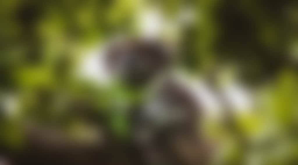 48F9759526654D632539987F1Fcdd5E9